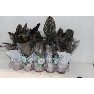 CALATHEA ORNATA P12