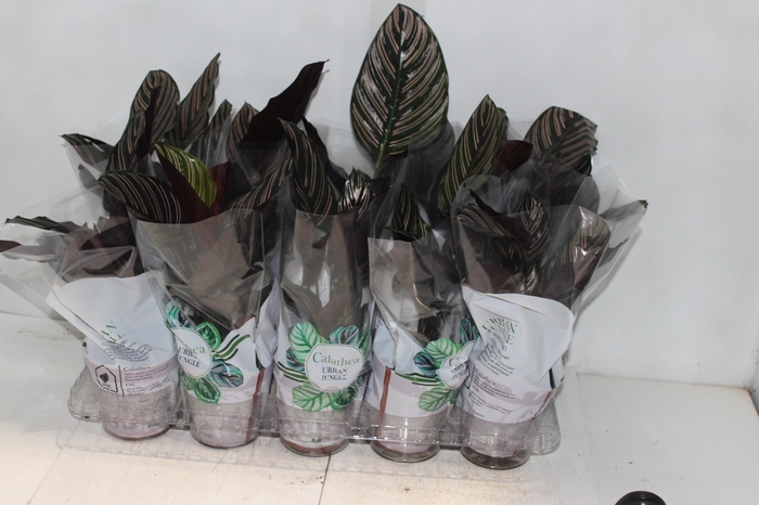 <h4>CALATHEA ORNATA P12</h4>