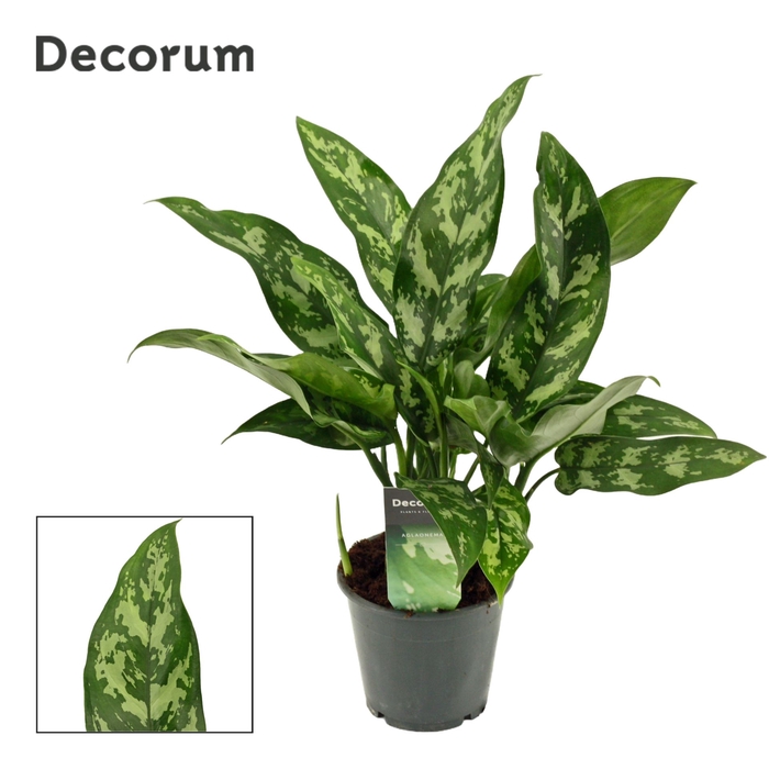 Aglaonema Maria