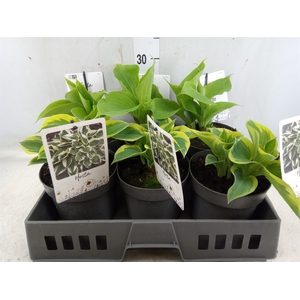 Hosta sieboldii