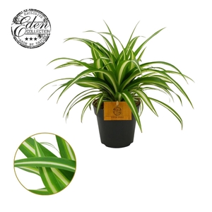 Chlorophytum comosum variegatum 12cm