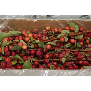 Malus Evereste (tak)