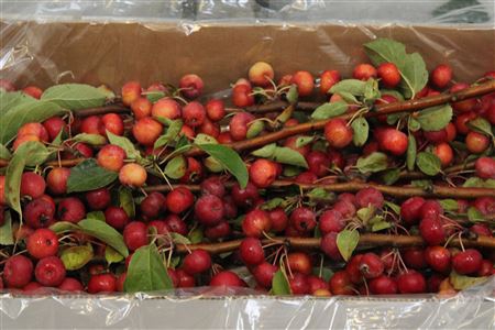 <h4>Malus Evereste (tak)</h4>