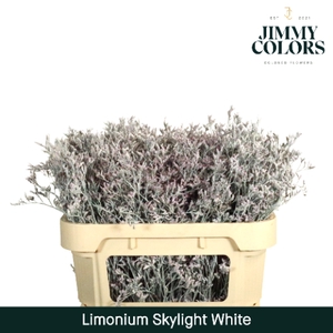 Limonium Skylight L70 Klbh. Wit
