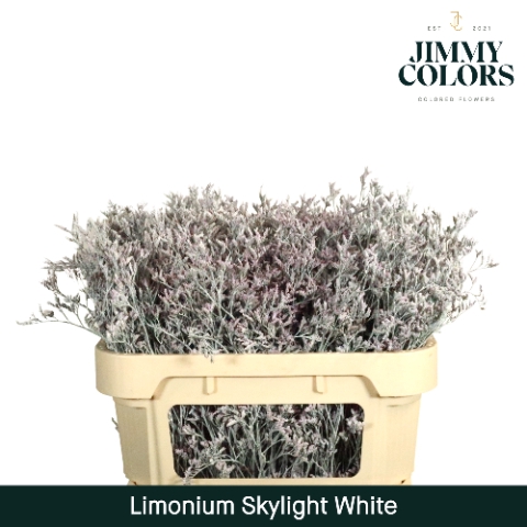 <h4>Limonium Skylight L70 Klbh. Wit</h4>