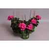 Pelargonium peltatum Rita (Deep Rose)