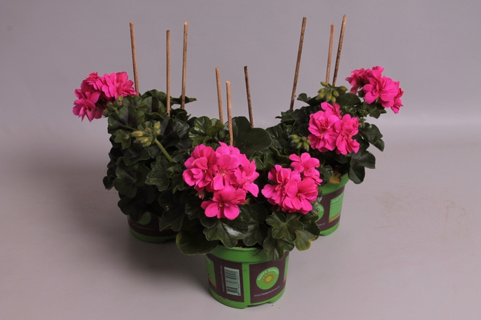 Pelargonium peltatum Rita (Deep Rose)