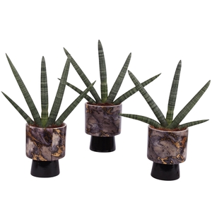 Sansevieria Cylindrica Handshake in Ø14cm Ceramic PL672