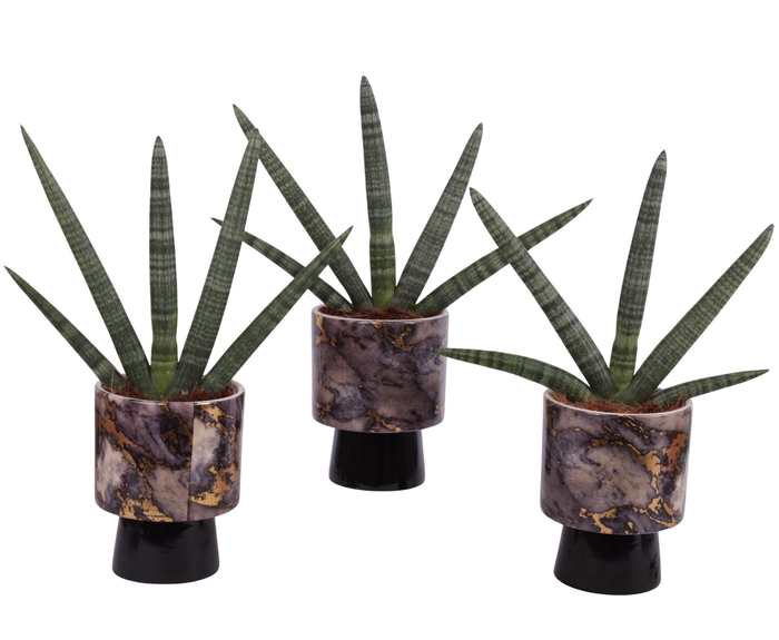 <h4>Sansevieria Cylindrica Handshake in Ø14cm Ceramic PL672</h4>