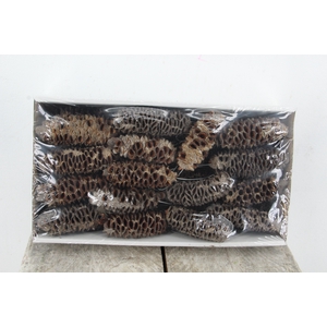 Mealy Pods 10cm wire Nat