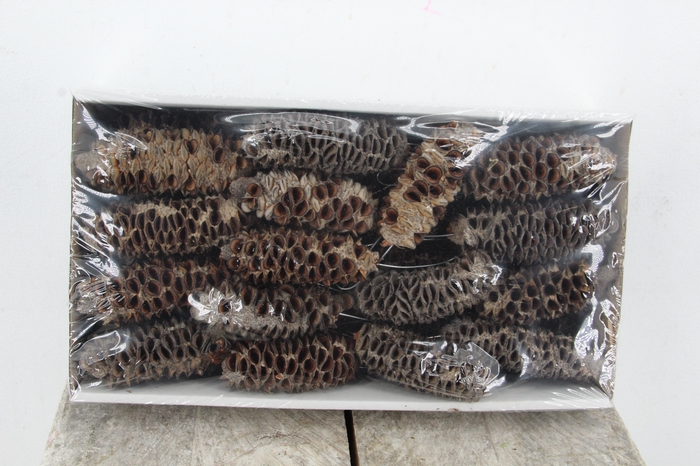 <h4>Mealy Pods 10cm wire Nat</h4>