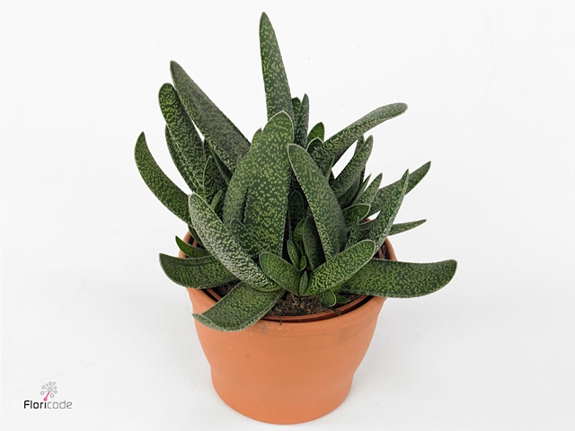 Gasteria Verrucosa