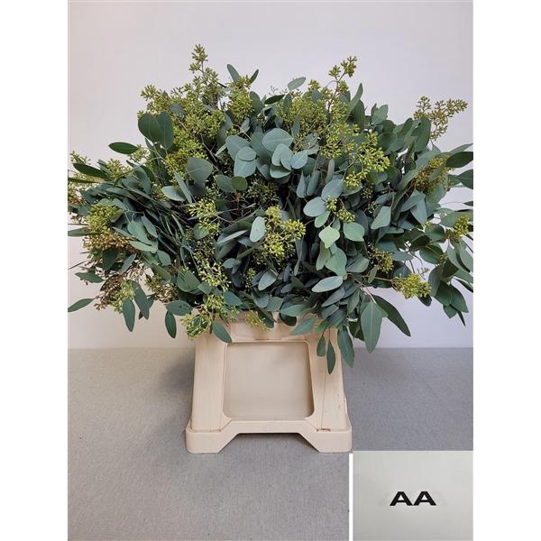 <h4>EUC POP BES PB EXTRA</h4>