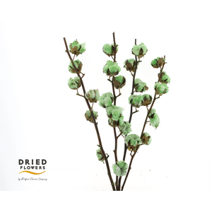 Dried Cotton Gossypium Mint Green