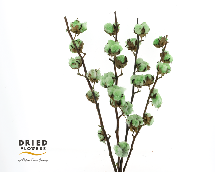 <h4>Dried Cotton Gossypium Mint Green</h4>