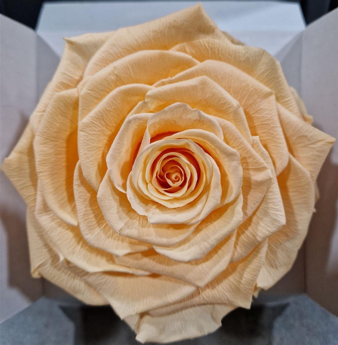 <h4>Ro Pres Xl Peach</h4>