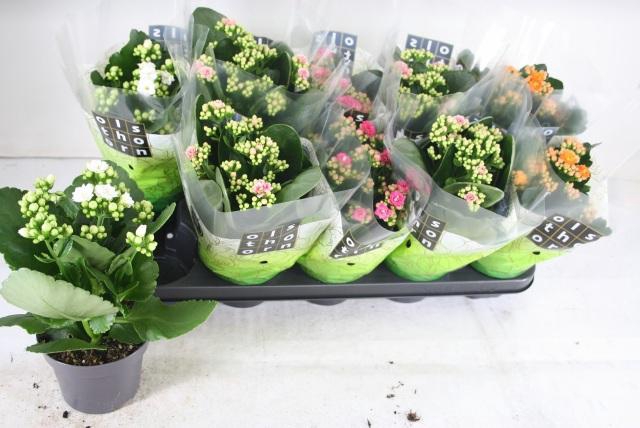 <h4>KAL GE GEM 4 KL</h4>