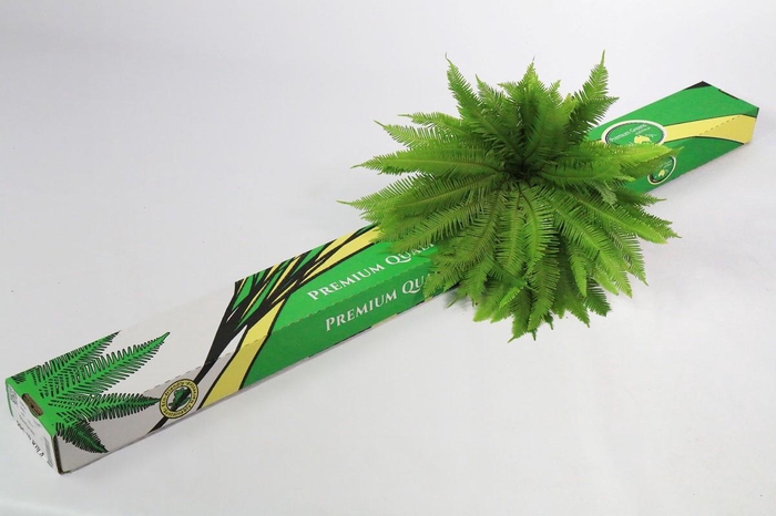 <h4>Umbrella (air) x5</h4>