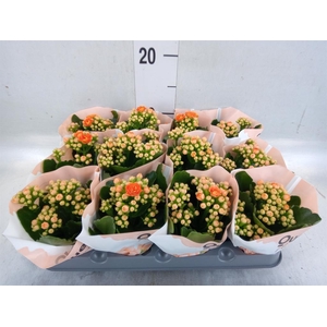 Kalanchoe   ...mini