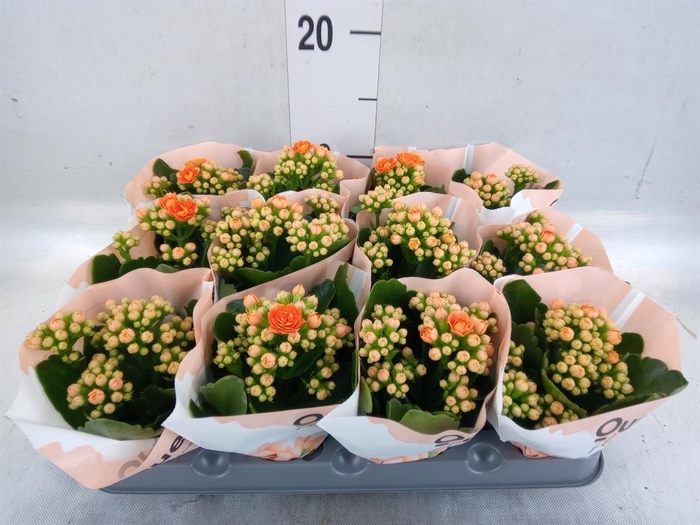 <h4>Kalanchoe   ...mini</h4>