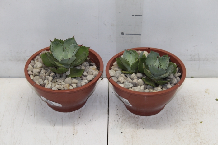 <h4>AGAVE PARRYI C18</h4>