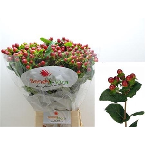 Hyp Mag Seasons Xtra