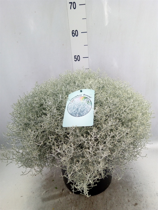 <h4>Leucophyta  'Silvercalos' [Calocep]</h4>