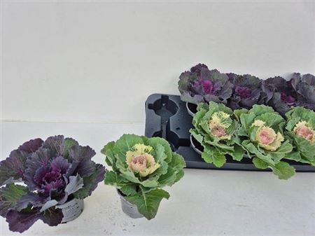 Brassica (sierkool)