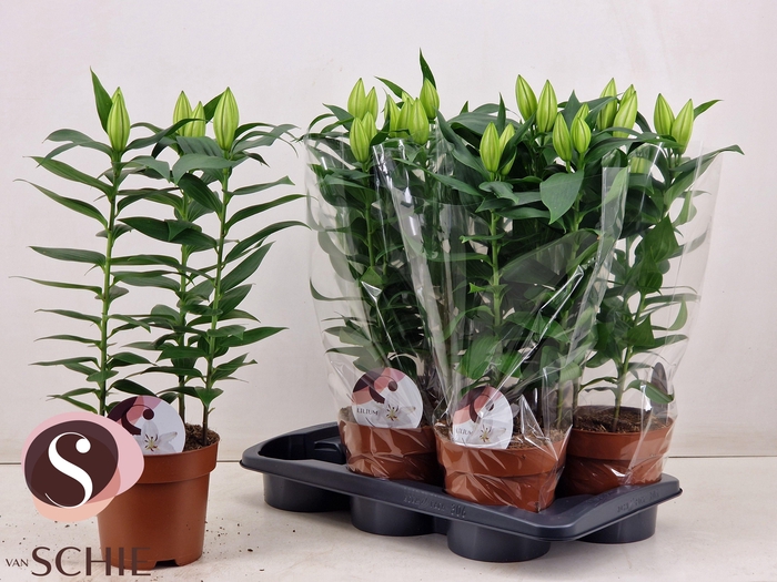 <h4>LIL OR OXYGEN</h4>