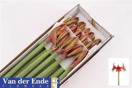 <h4>Hipp Bu Autum Valley</h4>