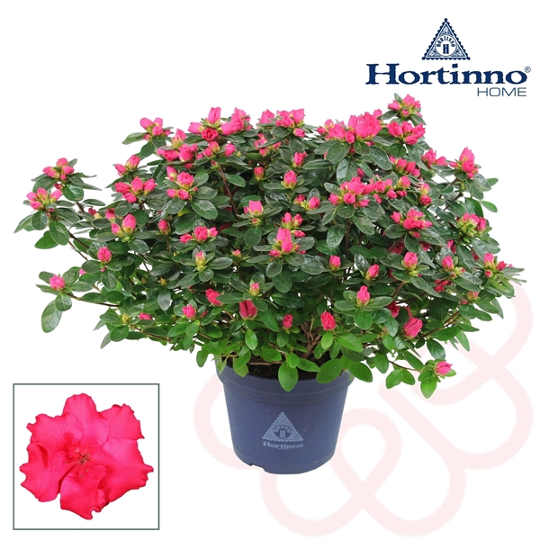 <h4>Hortinno® Home 'Classic Rouge' 35 - 37 cm</h4>