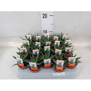 Haworthia fasciata 'Concolor'