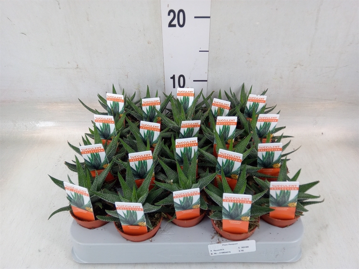 <h4>Haworthia fasciata 'Concolor'</h4>