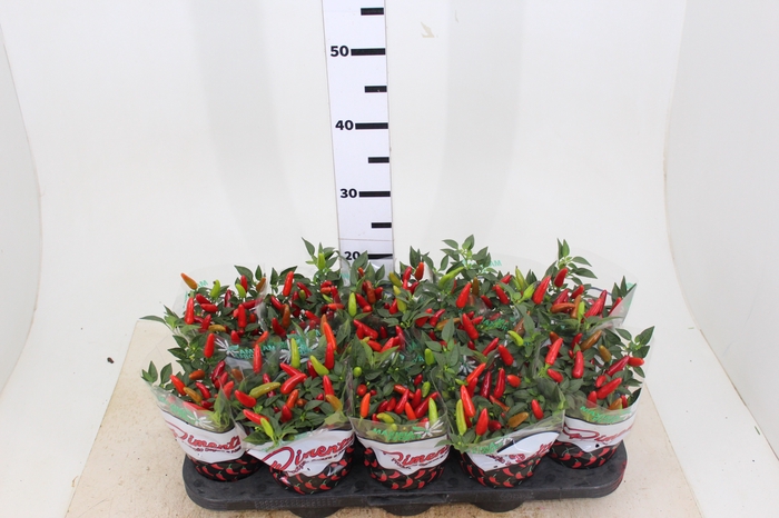 PIMENTA ACAPULCO RED P11 VERMELHO