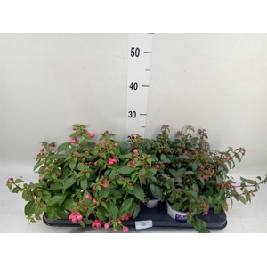 Fuchsia  'Bella Fuchsia'  ..mix