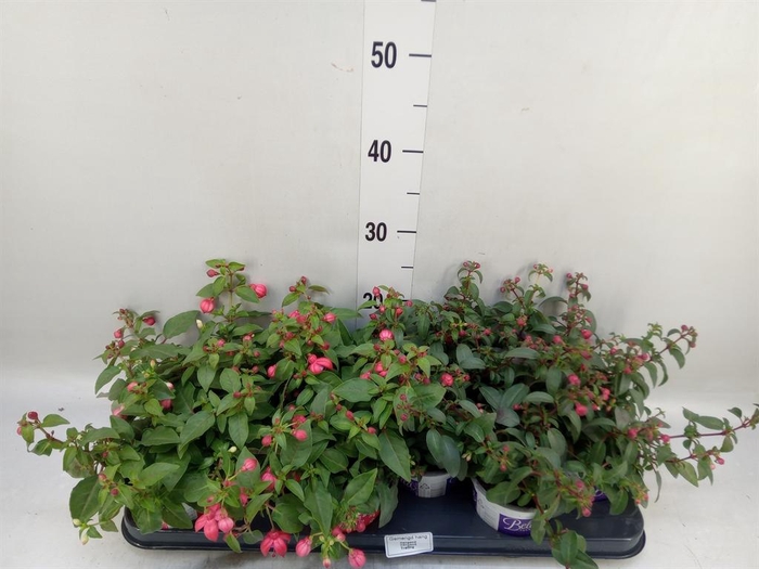 <h4>Fuchsia  'Bella Fuchsia'  ..mix</h4>