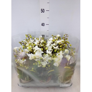 Phalaenopsis multi.   ...white