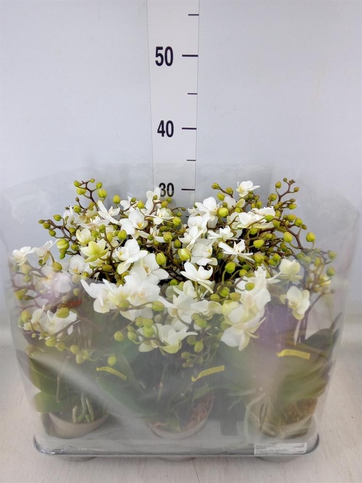 <h4>Phalaenopsis multi.   ...white</h4>