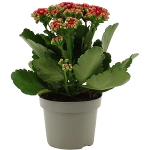 Kalanchoë Perfecta Red in transparant sleeve
