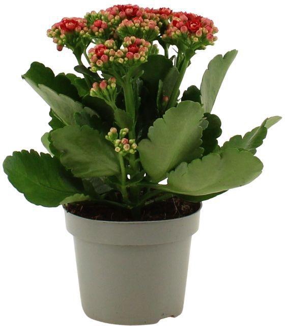 <h4>Kalanchoë Perfecta Red in transparant sleeve</h4>
