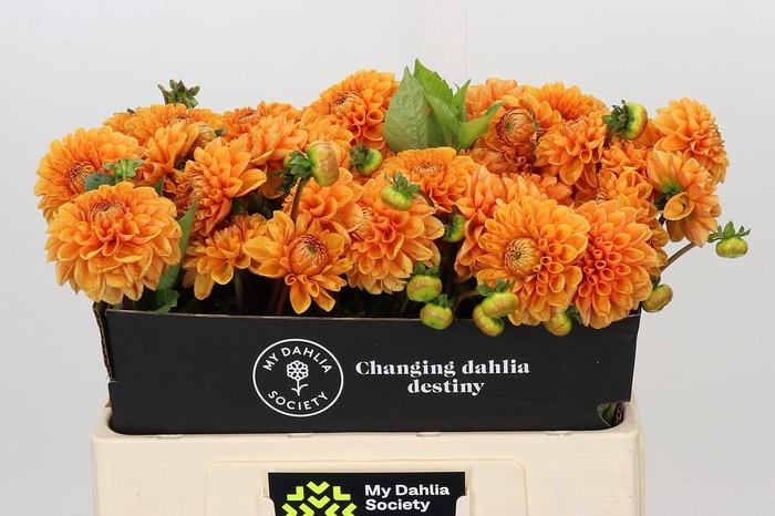 <h4>Dahlia Sylvia</h4>