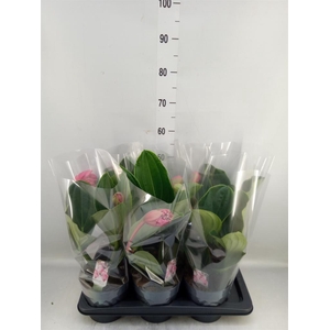 Medinilla magn. 'Flamenco'