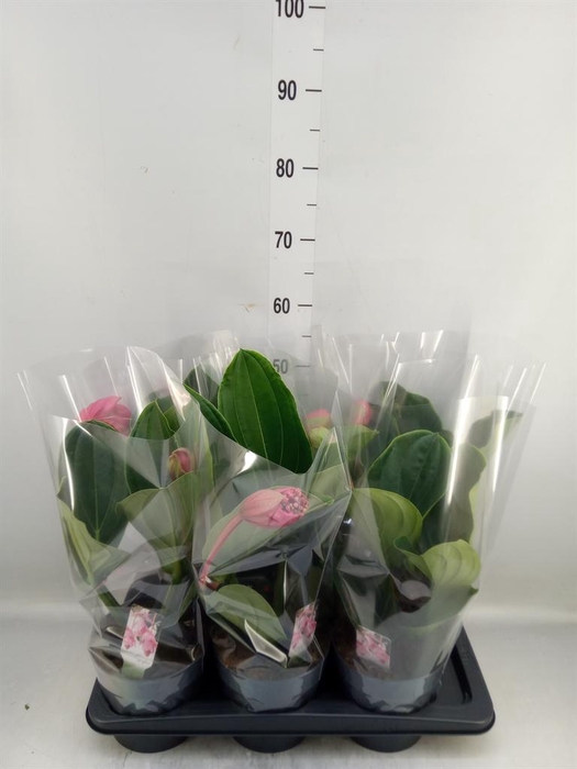 <h4>Medinilla magn. 'Flamenco'</h4>