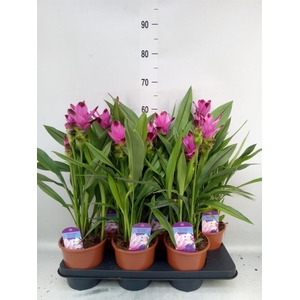 Curcuma alism. 'Siam Splash'