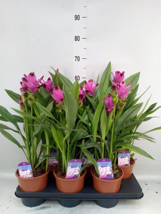 <h4>Curcuma alism. 'Siam Splash'</h4>