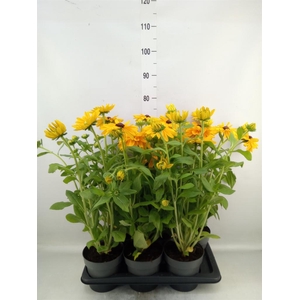 Rudbeckia   ...