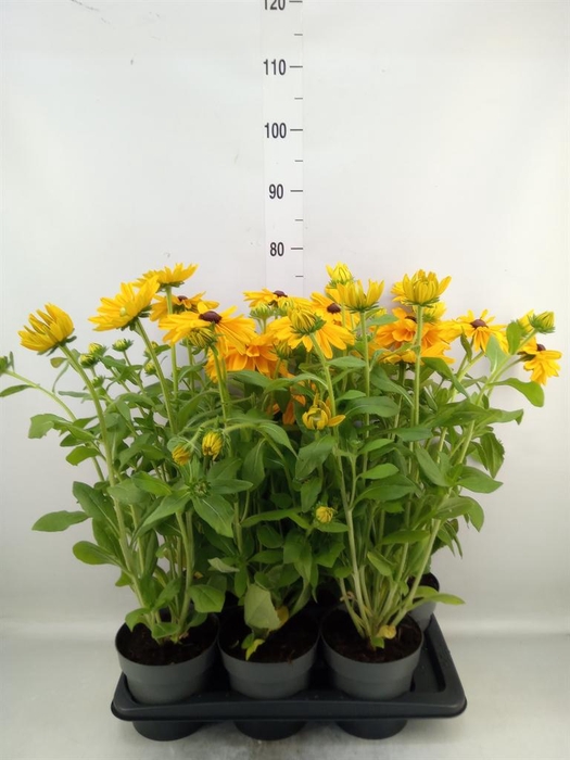 <h4>Rudbeckia   ...</h4>