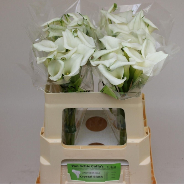 <h4>ZANT CRYSTAL BLUSH</h4>