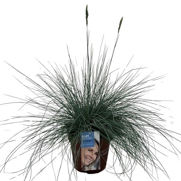 <h4>Festuca glauca Intense Blue®</h4>