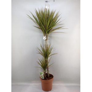 Dracaena marg. 'Bicolor'